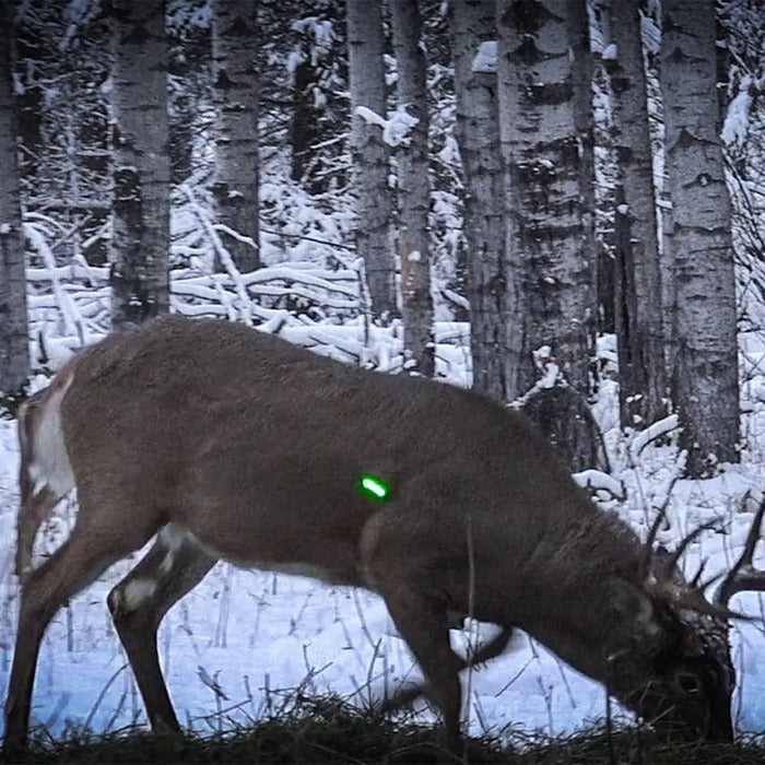 Nockturnal GT Lighted Nock Green (.246 Diameter) Pack of 3