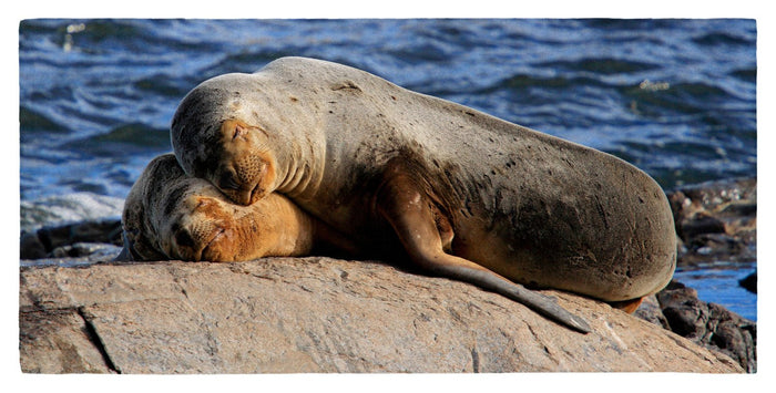 South American Sealions Cuddling 30" x 60" Microfiber Beach Towel